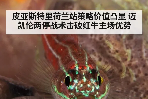 皮亚斯特里荷兰站策略价值凸显 迈凯伦两停战术击破红牛主场优势